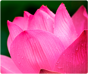 picture of lotus flower